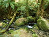Alpine stream