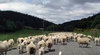 NZ traffic jam