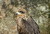 Serpent Eagle