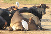 Cattle Egret