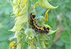 Caterpillar