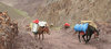 Pack Horses