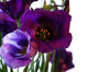 purple flower border