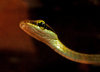 Snake Eye