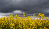 Rapeseed