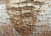 Wood texture