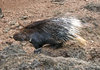 Porcupine
