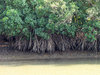Mangrove forest