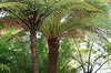 Tree ferns