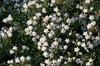 Silverbush