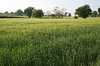 Green fields