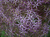 Allium