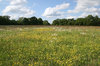 Buttercup meadow