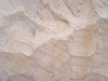 Wood texture