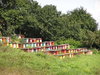 Hives