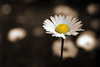 Daisy