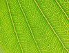Leaf details