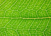 Leaf details