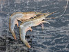 Shrimp