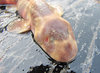 Young Dog Shark
