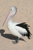 Pelican