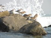 On the rocks