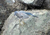 Striated Heron