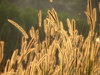 Blades of grass
