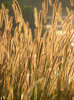 Blades of grass