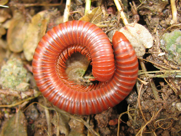 free-stock-photos-rgbstock-free-stock-images-rusty-millipede