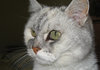A cat called cloe