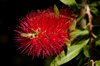 Bottlebrush Flower