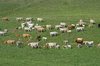Cattle