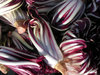 Market Fruit & Veg 1
