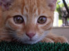 Ginger Kitten