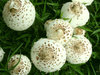 Mushrooms 4