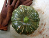 Jap Pumpkin