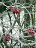 Frozen Berries 3