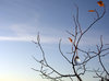 Crystal drop on tree 1