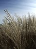 reed