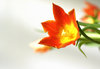 Orange tulip