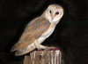 Barn Owl
