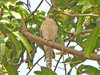 Shikra