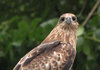 Black Kite