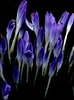 magic blue
