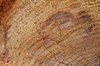 Trunk texture 2