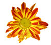 Nice flower