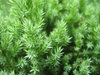 Fresh Green Leaves