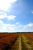 rural