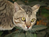 Startled Cat